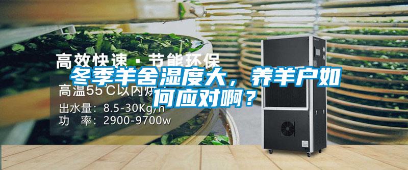 冬季羊舍濕度大，養(yǎng)羊戶如何應(yīng)對(duì)??？