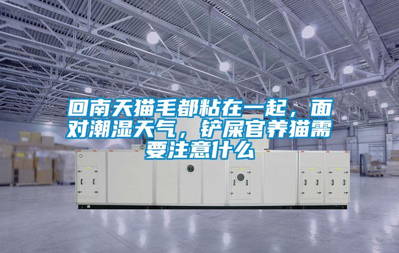 回南天貓毛都粘在一起，面對潮濕天氣，鏟屎官養(yǎng)貓需要注意什么