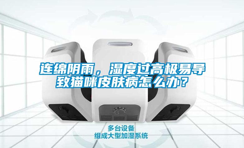 連綿陰雨，濕度過高極易導(dǎo)致貓咪皮膚病怎么辦？