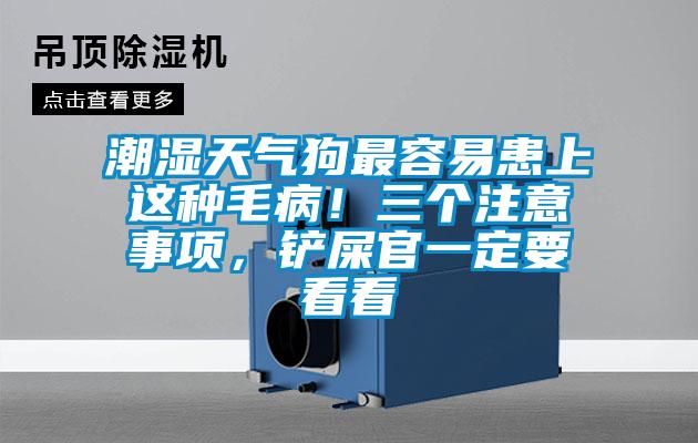 潮濕天氣狗最容易患上這種毛病！三個注意事項，鏟屎官一定要看看