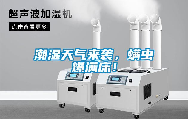 潮濕天氣來襲，螨蟲爆滿床！