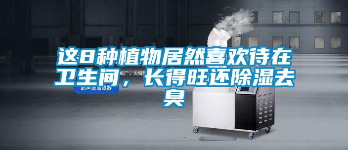 這8種植物居然喜歡待在衛(wèi)生間，長得旺還除濕去臭