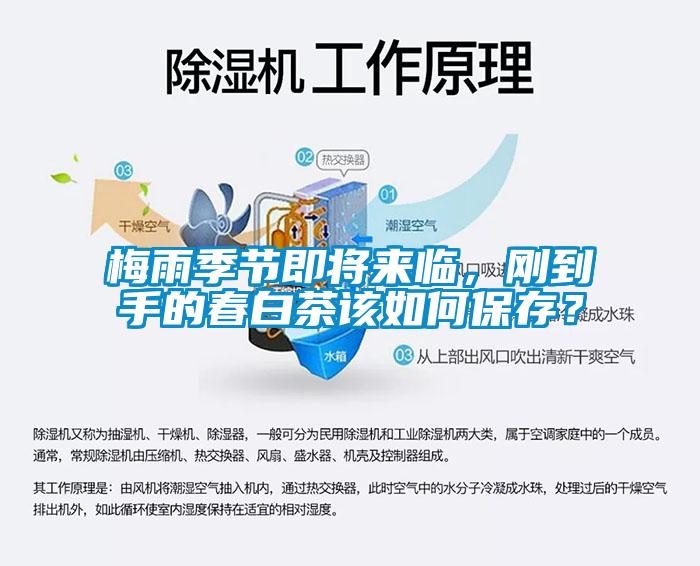 梅雨季節(jié)即將來臨，剛到手的春白茶該如何保存？