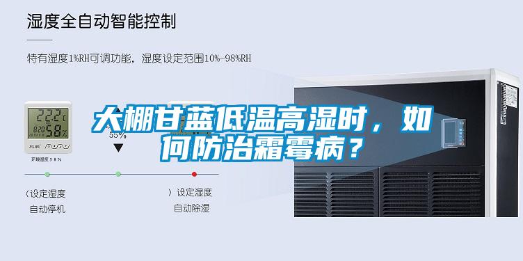 大棚甘藍低溫高濕時，如何防治霜霉?。?/></p>
						    <p style=