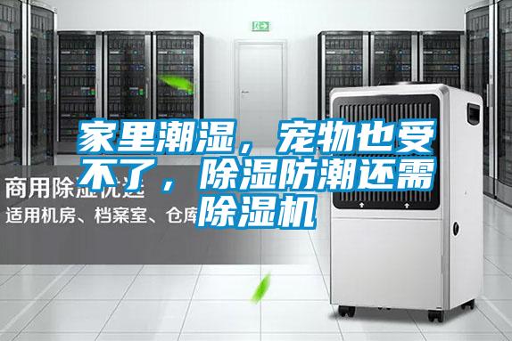 家里潮濕，寵物也受不了，除濕防潮還需除濕機(jī)