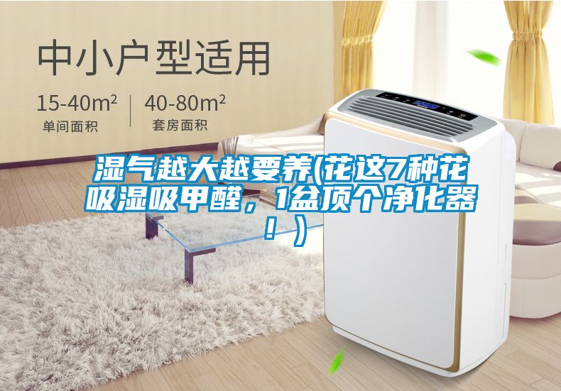 濕氣越大越要養(yǎng)(花這7種花吸濕吸甲醛，1盆頂個凈化器！)
