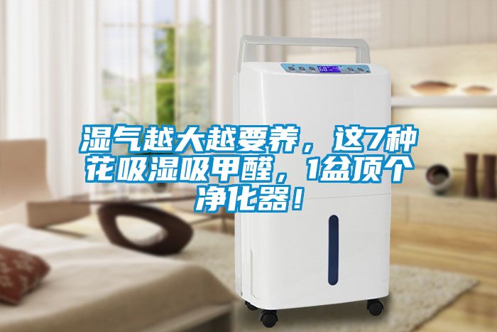 濕氣越大越要養(yǎng)，這7種花吸濕吸甲醛，1盆頂個凈化器！